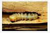 Cerambyx cerdo (great capricorn beetle) - larva by Anonymous