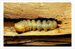 Cerambyx cerdo (great capricorn beetle) - larva by Anonymous