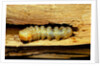Cerambyx cerdo (great capricorn beetle) - larva by Anonymous