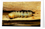 Cerambyx cerdo (great capricorn beetle) - larva by Anonymous