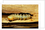 Cerambyx cerdo (great capricorn beetle) - larva by Anonymous