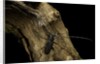 Cerambyx cerdo (great capricorn beetle) by Anonymous