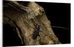 Cerambyx cerdo (great capricorn beetle) by Anonymous