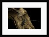 Cerambyx cerdo (great capricorn beetle) by Anonymous