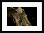 Cerambyx cerdo (great capricorn beetle) by Anonymous