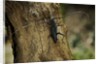 Cerambyx cerdo (great capricorn beetle) by Anonymous