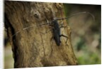 Cerambyx cerdo (great capricorn beetle) by Anonymous