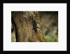 Cerambyx cerdo (great capricorn beetle) by Anonymous