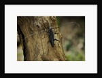 Cerambyx cerdo (great capricorn beetle) by Anonymous