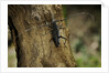 Cerambyx cerdo (great capricorn beetle) by Anonymous