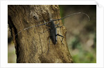 Cerambyx cerdo (great capricorn beetle) by Anonymous