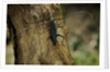 Cerambyx cerdo (great capricorn beetle) by Anonymous