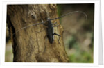 Cerambyx cerdo (great capricorn beetle) by Anonymous