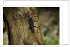 Cerambyx cerdo (great capricorn beetle) by Anonymous
