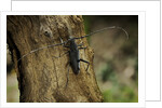 Cerambyx cerdo (great capricorn beetle) by Anonymous
