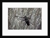 Cerambyx cerdo (great capricorn beetle) by Anonymous