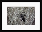 Cerambyx cerdo (great capricorn beetle) by Anonymous