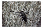 Cerambyx cerdo (great capricorn beetle) by Anonymous