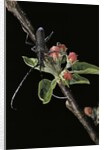 Cerambyx scopolii (capricorn beetle) by Anonymous