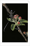 Cerambyx scopolii (capricorn beetle) by Anonymous