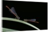 Ceriagrion tenellum (small red damselfly) by Anonymous