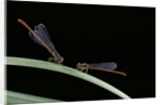 Ceriagrion tenellum (small red damselfly) by Anonymous