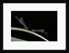 Ceriagrion tenellum (small red damselfly) by Anonymous
