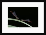 Ceriagrion tenellum (small red damselfly) by Anonymous