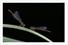 Ceriagrion tenellum (small red damselfly) by Anonymous