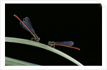 Ceriagrion tenellum (small red damselfly) by Anonymous