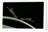 Ceriagrion tenellum (small red damselfly) by Anonymous