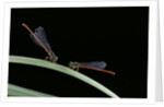 Ceriagrion tenellum (small red damselfly) by Anonymous