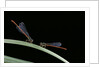 Ceriagrion tenellum (small red damselfly) by Anonymous
