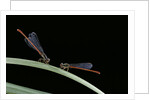Ceriagrion tenellum (small red damselfly) by Anonymous