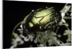 Cetonia aurata (rose chafer) by Anonymous