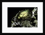 Cetonia aurata (rose chafer) by Anonymous