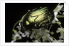 Cetonia aurata (rose chafer) by Anonymous