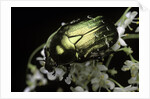 Cetonia aurata (rose chafer) by Anonymous