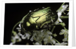 Cetonia aurata (rose chafer) by Anonymous