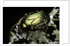 Cetonia aurata (rose chafer) by Anonymous