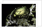 Cetonia aurata (rose chafer) by Anonymous