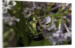 Cetonia aurata (rose chafer) by Anonymous
