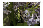 Cetonia aurata (rose chafer) by Anonymous