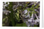 Cetonia aurata (rose chafer) by Anonymous