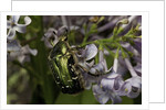 Cetonia aurata (rose chafer) by Anonymous