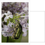 Cetonia aurata (rose chafer) by Anonymous