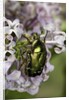 Cetonia aurata (rose chafer) by Corbis