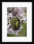 Cetonia aurata (rose chafer) by Corbis