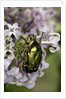 Cetonia aurata (rose chafer) by Corbis