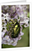 Cetonia aurata (rose chafer) by Anonymous